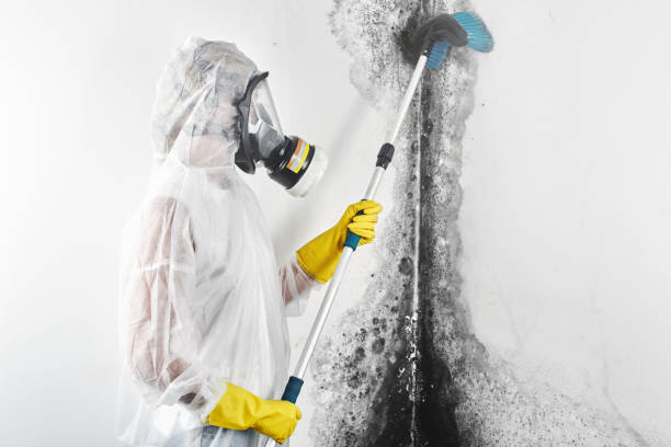 Environmental Consulting for Mold Prevention in New Bremen, OH